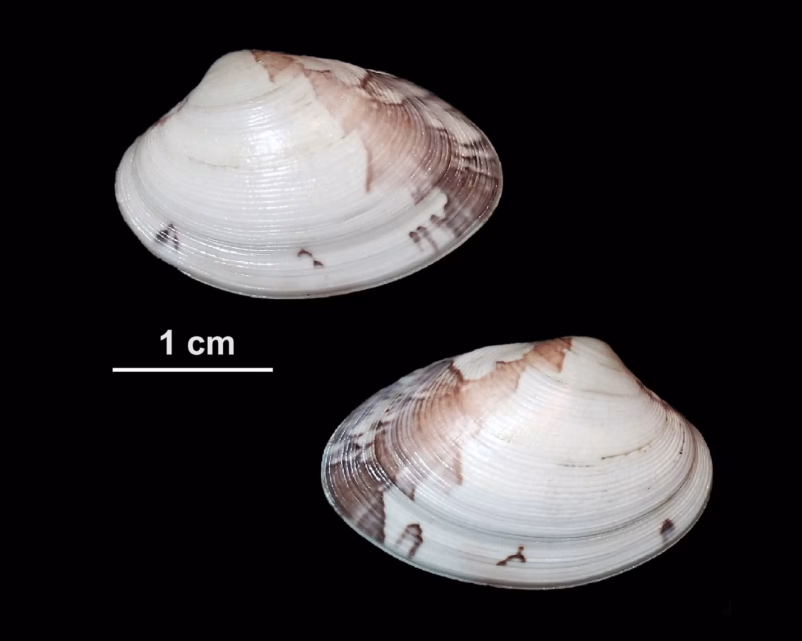 Vongola verace dorata