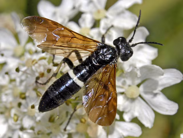 Tenthredo bifasciata