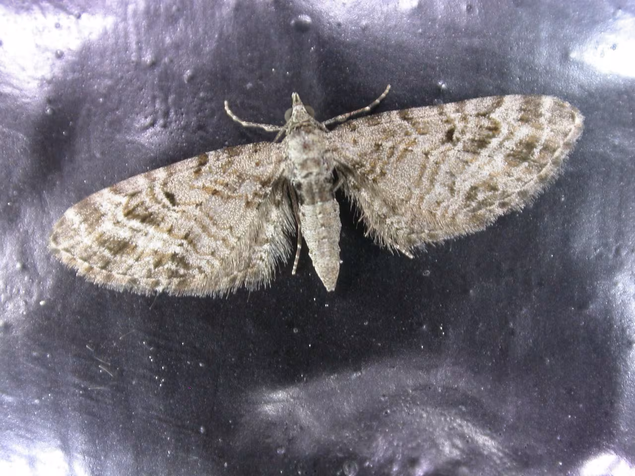 Oak-tree Pug