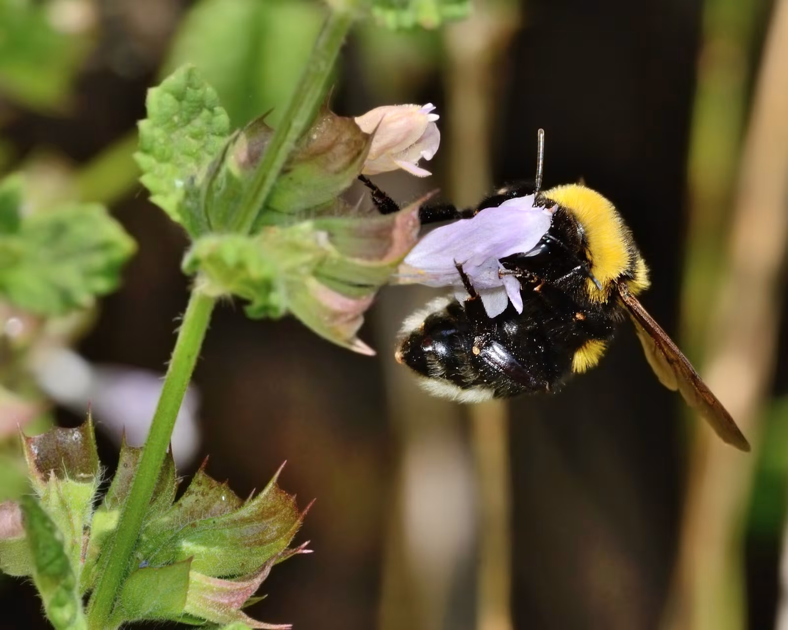 Bombo argillaceo
