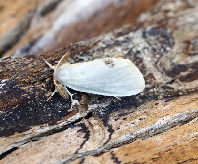Sphrageidus similis