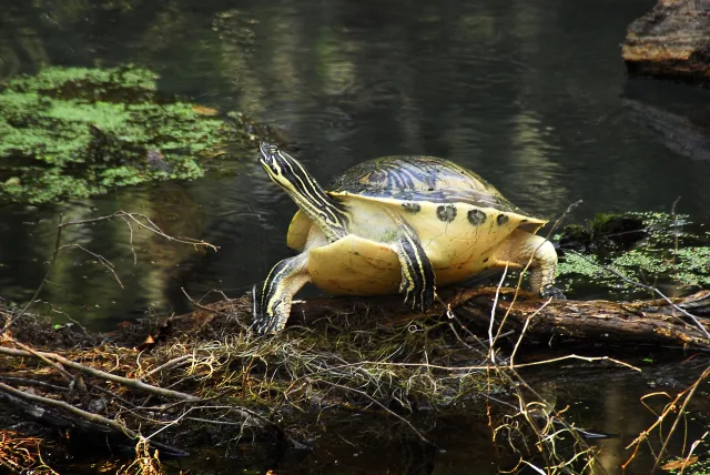 Cooter peninsulare