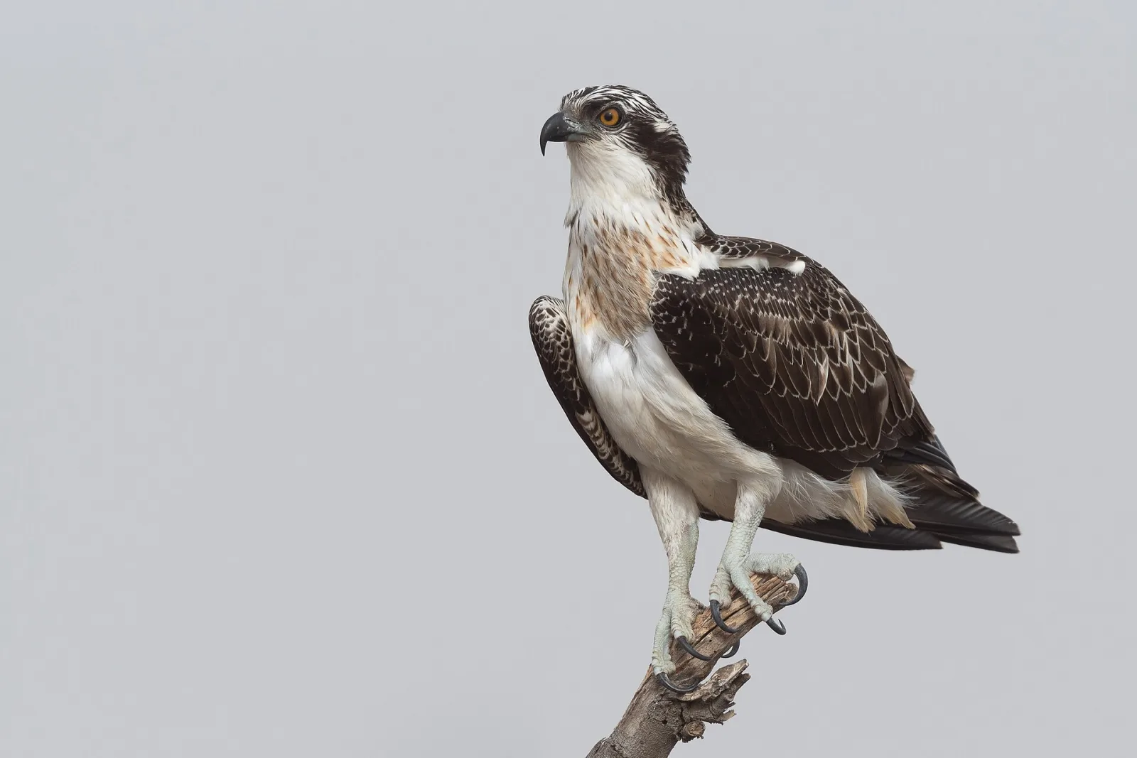 Falco pescatore