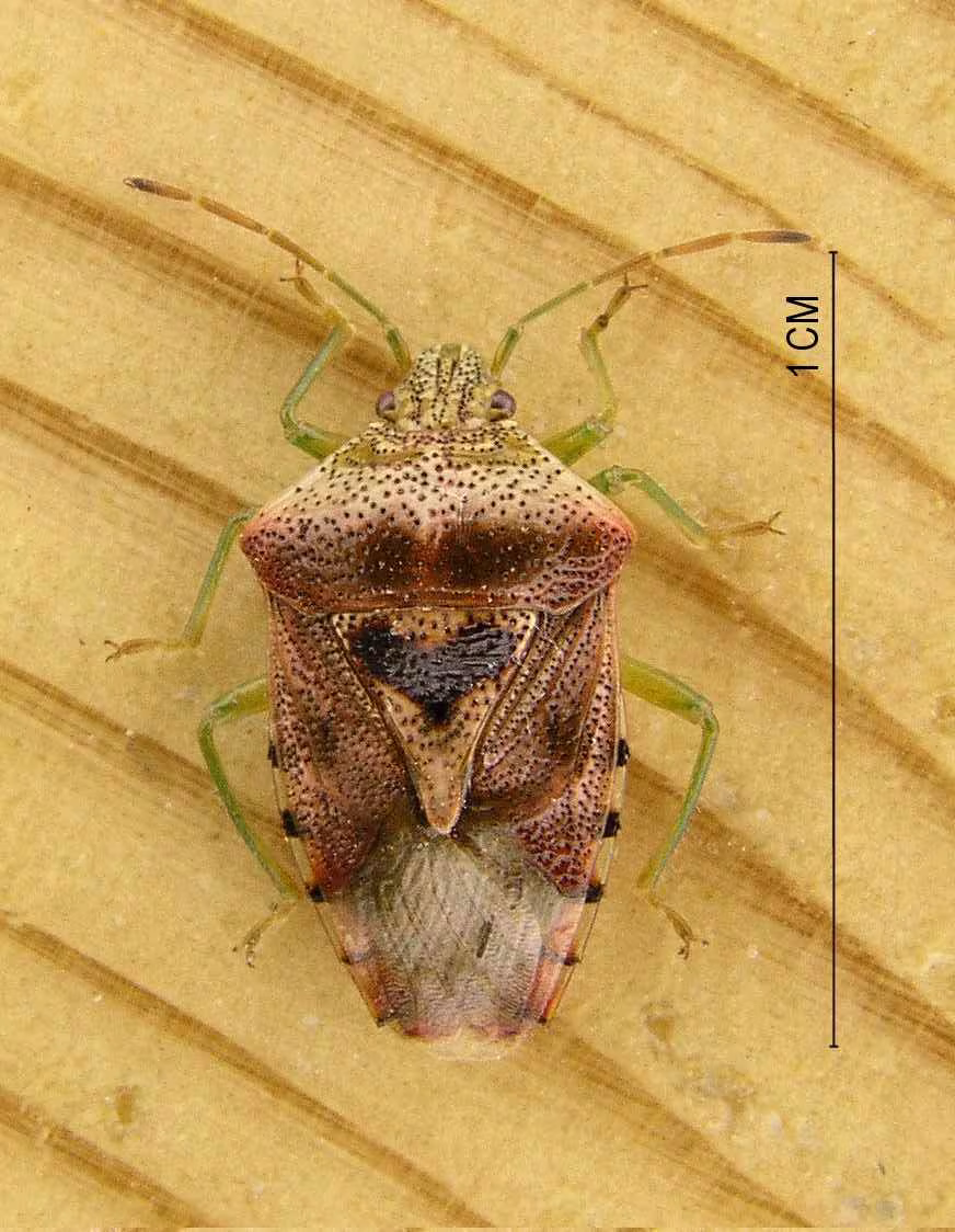 Elasmucha grisea