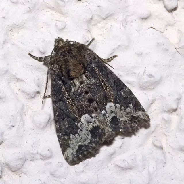 Oligia strigilis