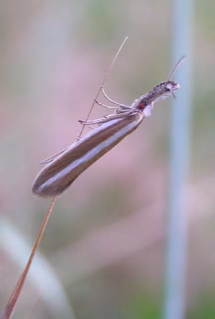 Pleurota aristella