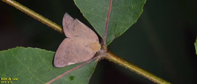 Pochazia shantungensis