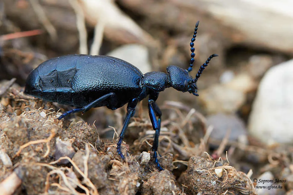 Meloe proscarabaeus