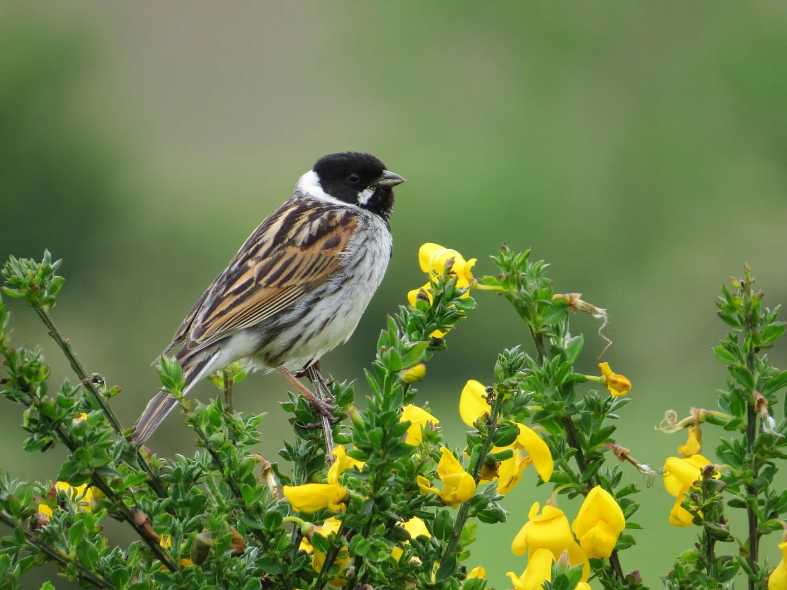 Reed Bunting