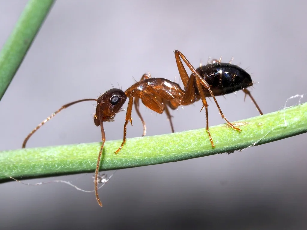 Camponotus nylanderi