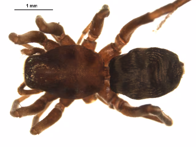 Micaria fulgens