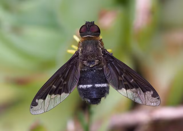 Hemipenthes velutina