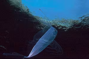 Mediterranean Dealfish