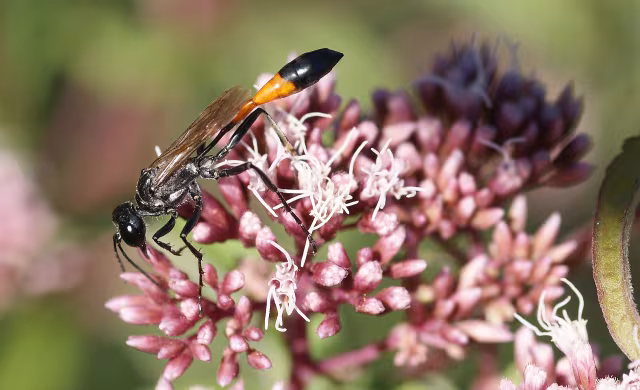 Ammophila sabulosa
