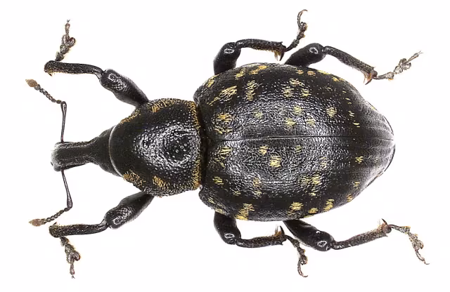 Liparus germanus