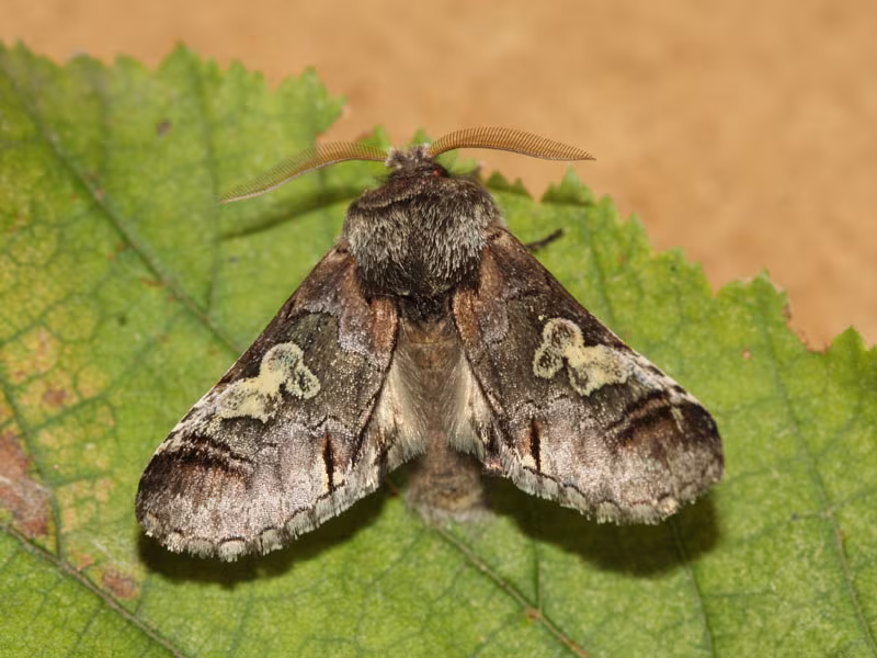 Diloba caeruleocephala