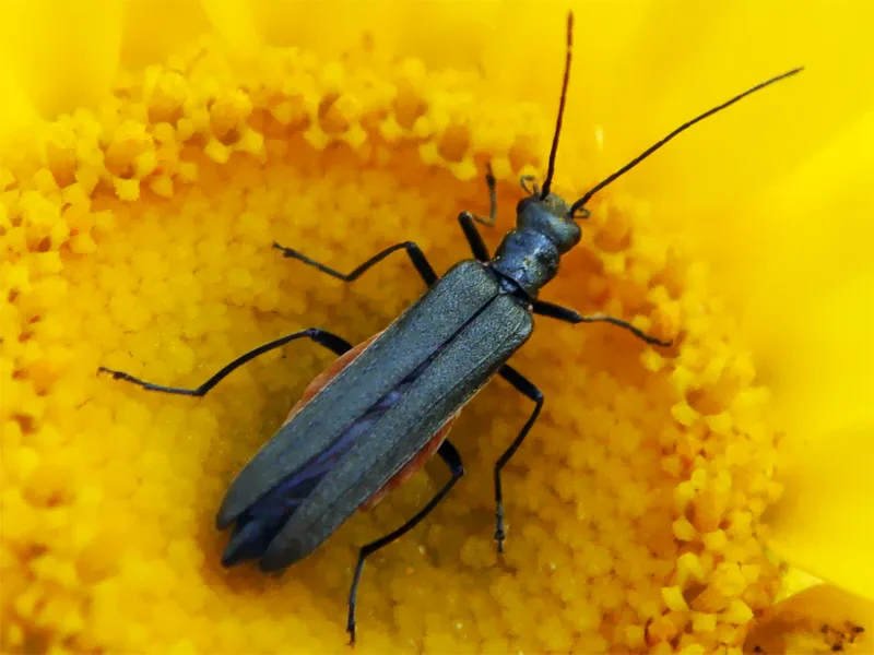 Oedemera lurida