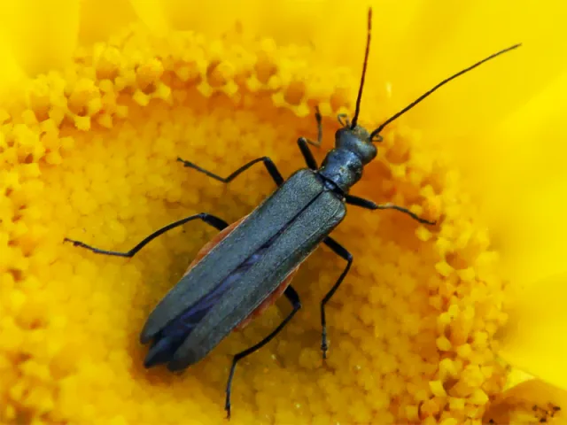 Oedemera lurida