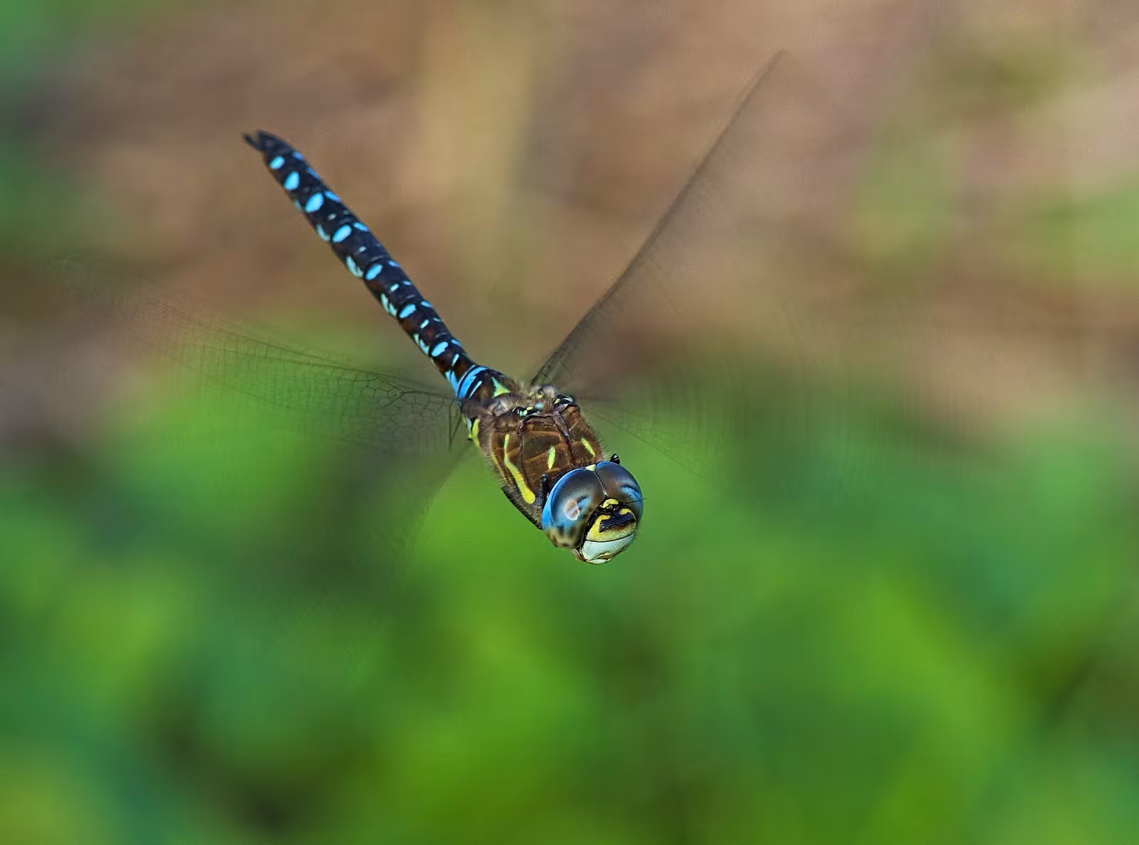 Migrant Hawker