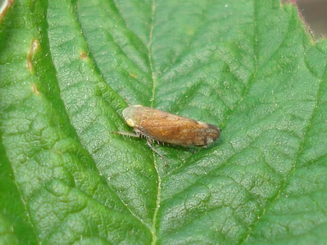 Fieberiella florii