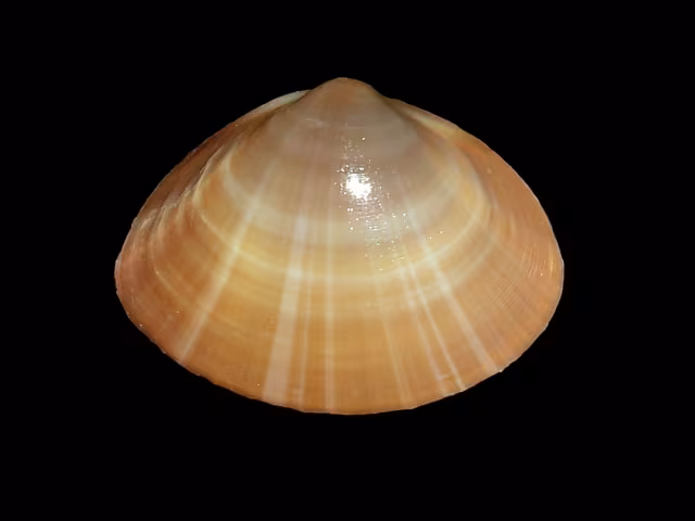 Madia comune