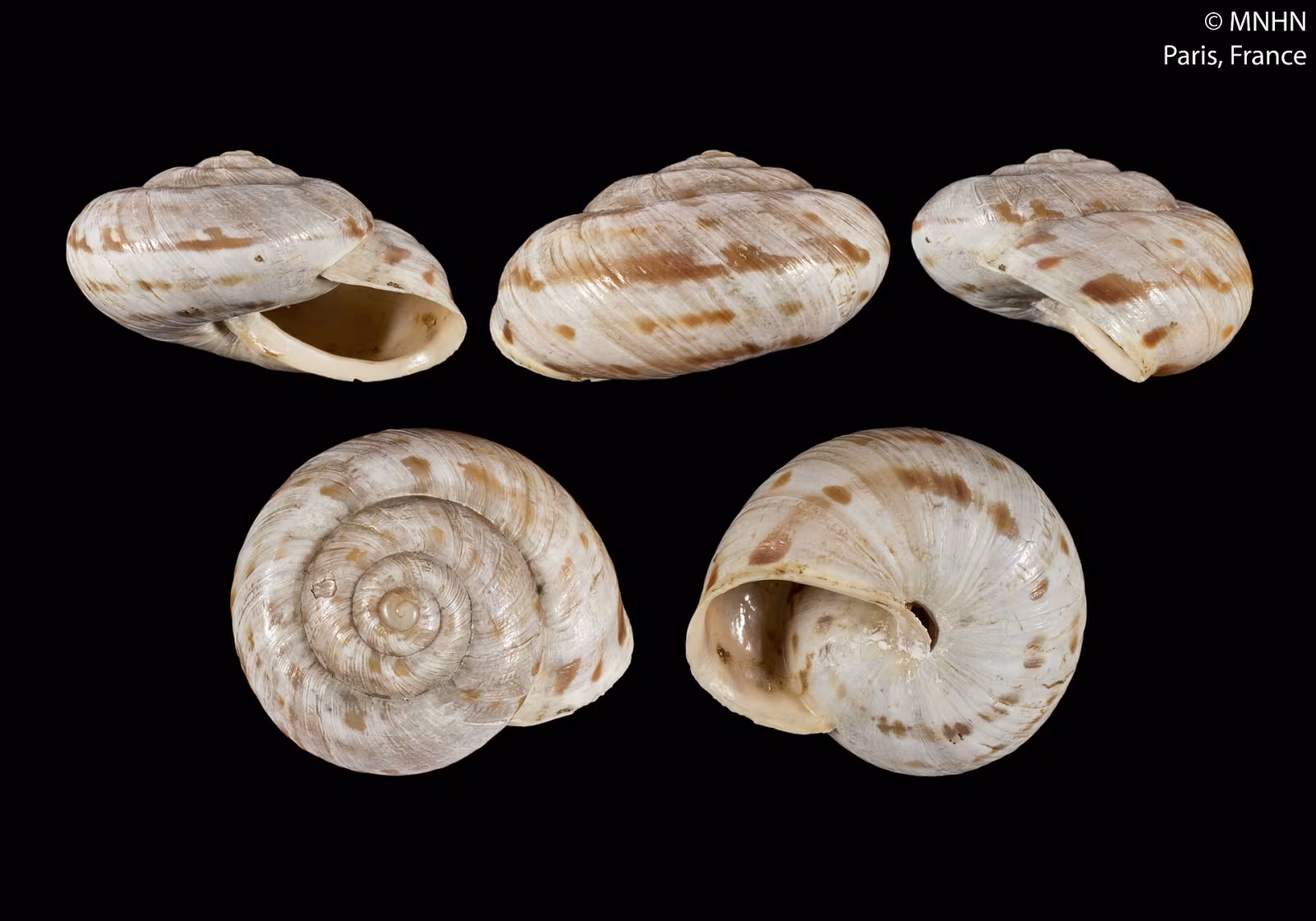 Macularia niciensis