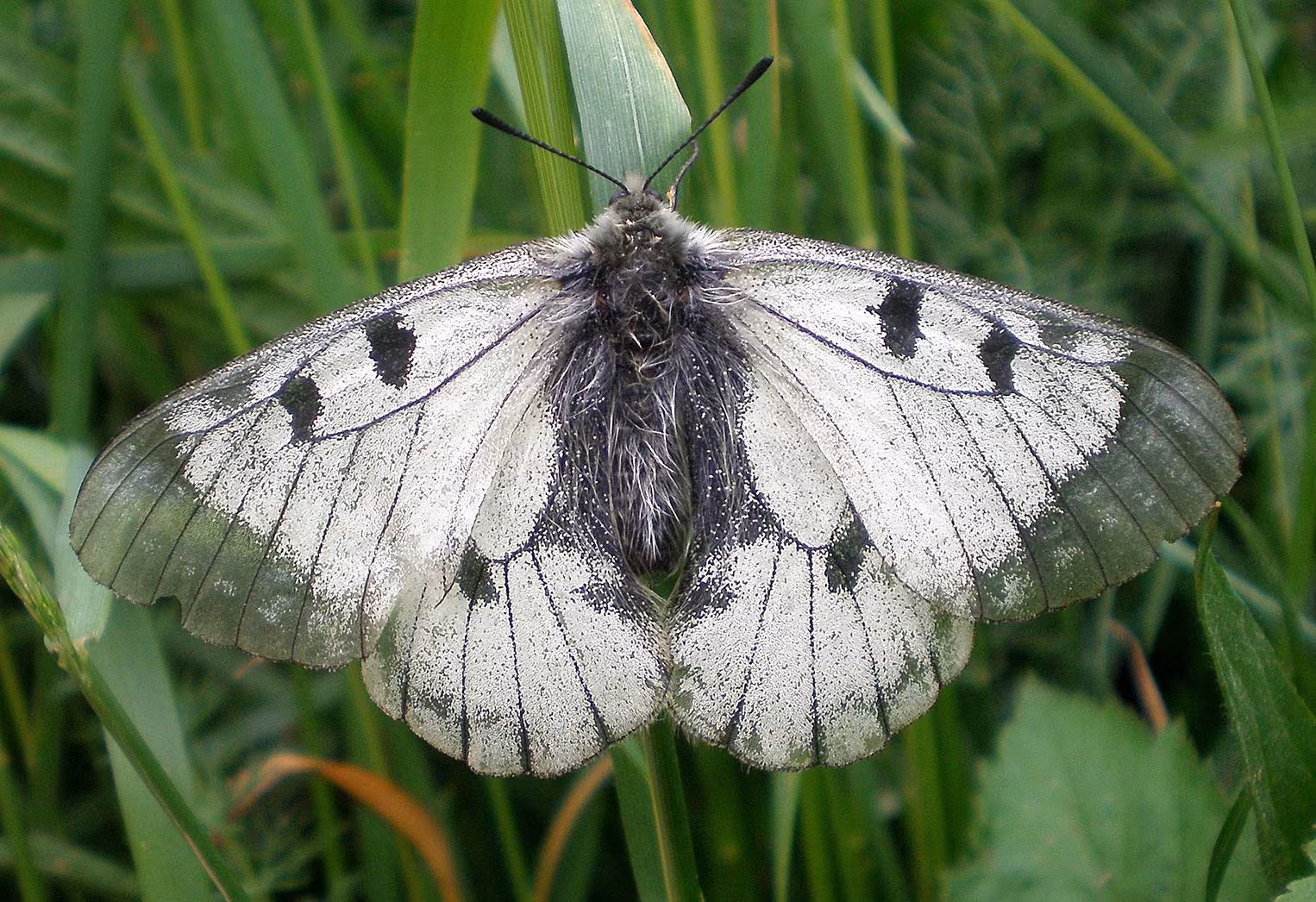 Mnemosine