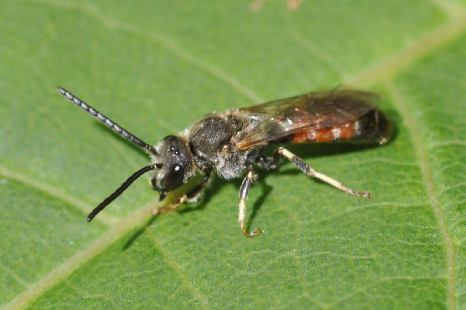 Lasioglossum calceatum
