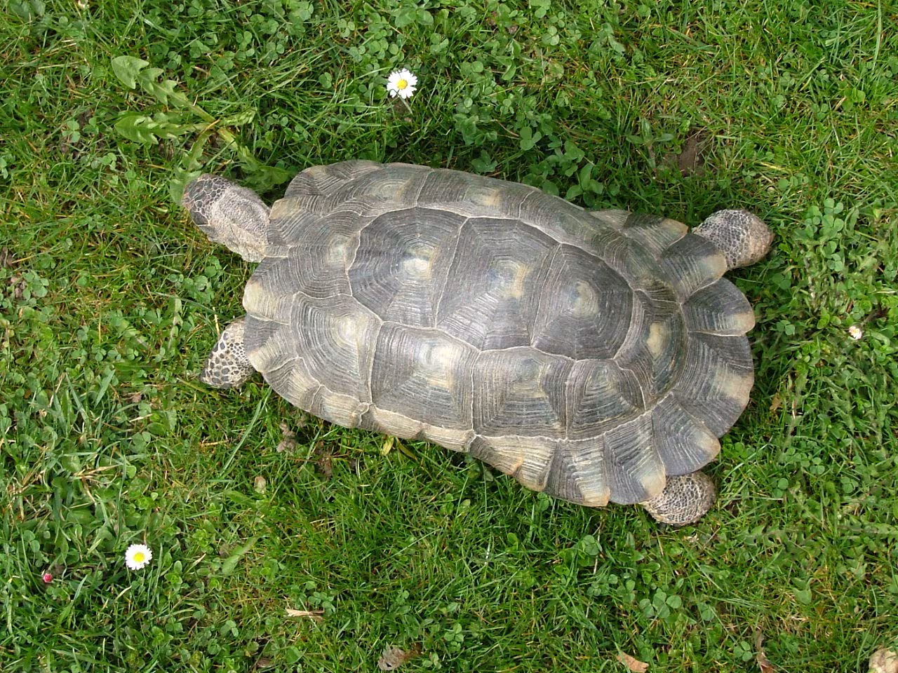 Testuggine marginata