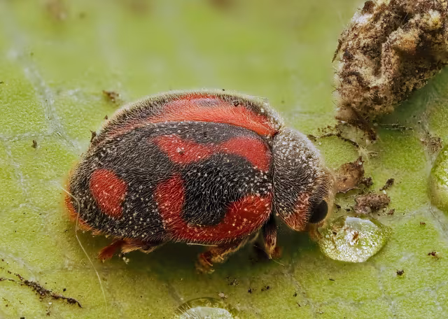 Novius cardinalis