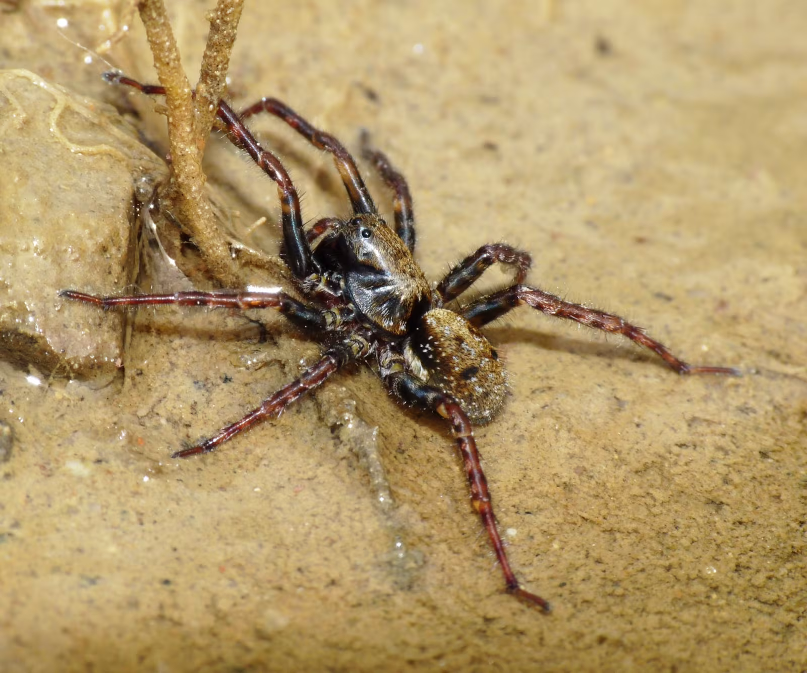 Arctosa leopardus