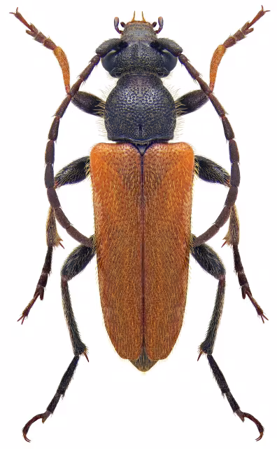 Pseudovadonia livida