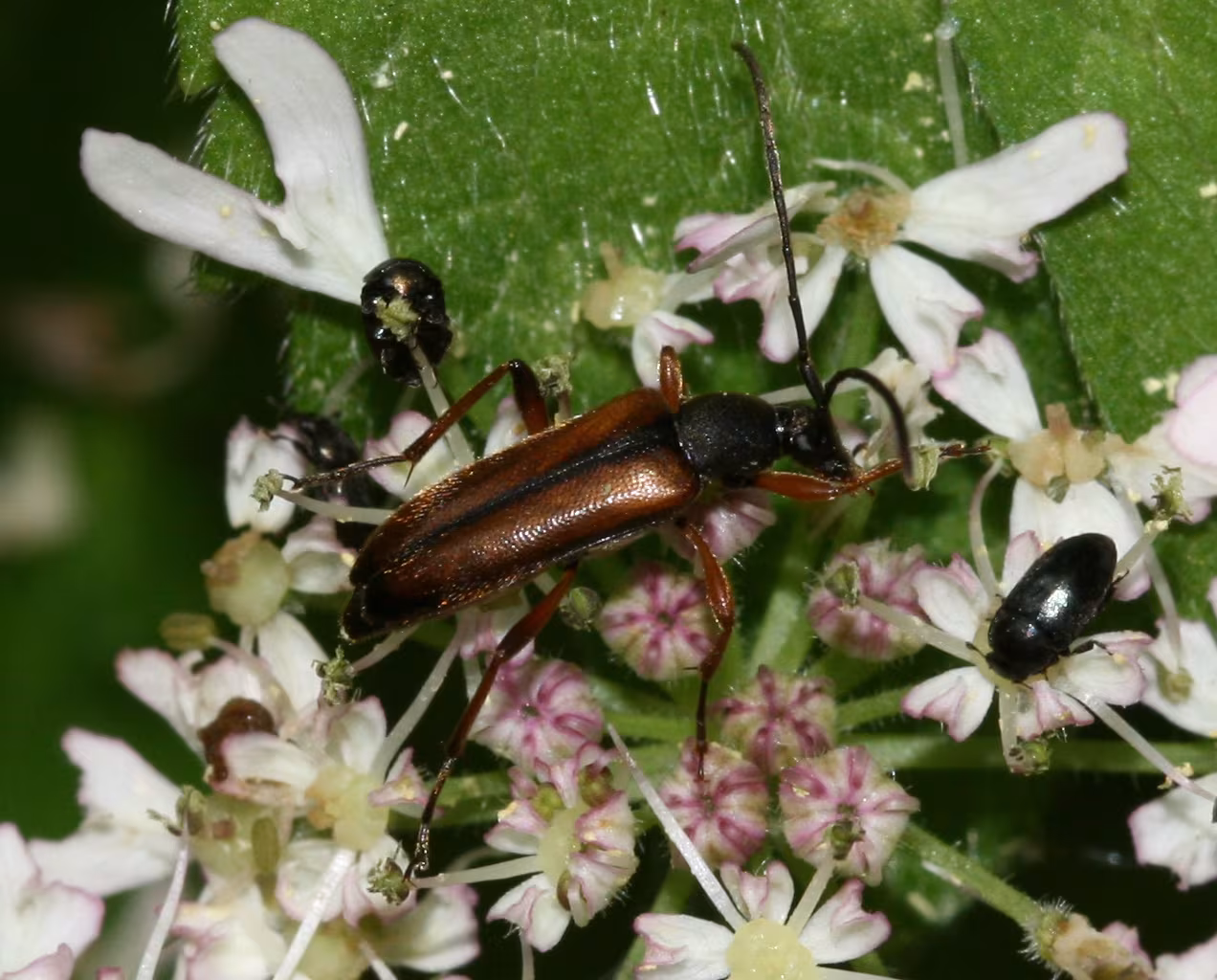Alosterna tabacicolor