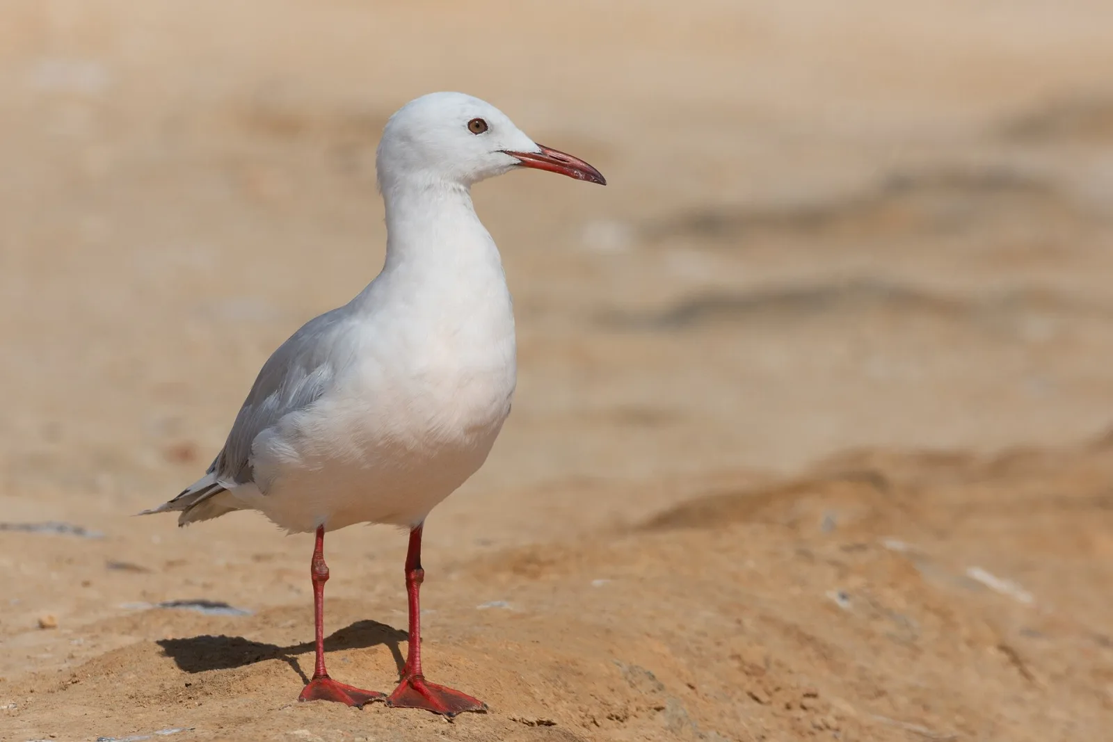 Slender-billed Gull
