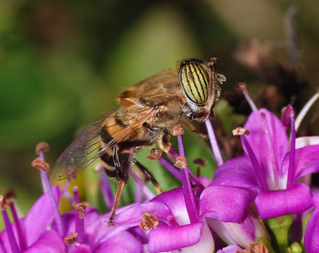 Mosca tigre