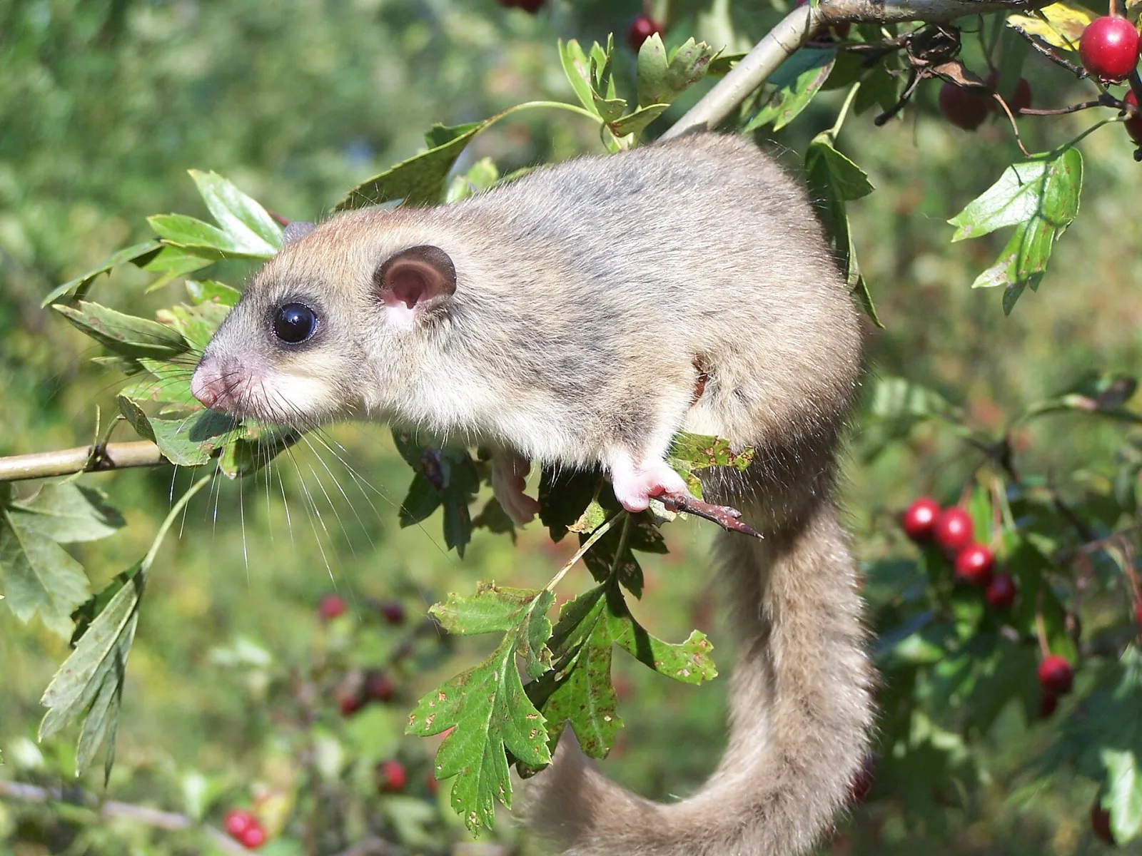 European Fat Dormouse
