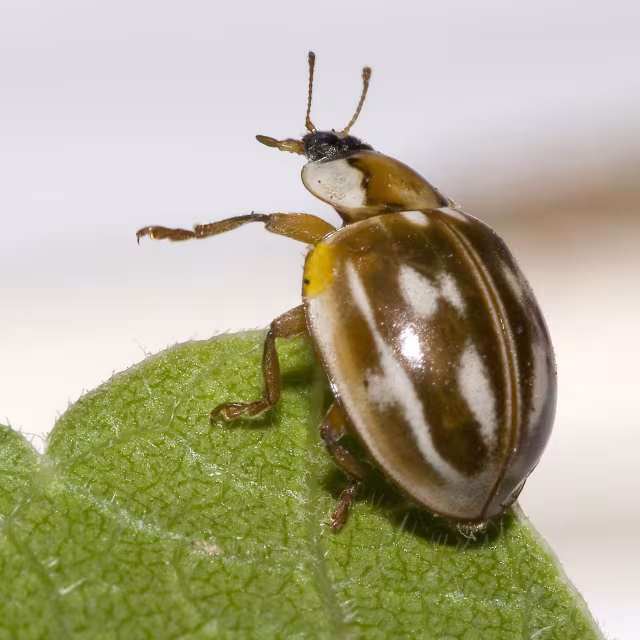 Myzia oblongoguttata