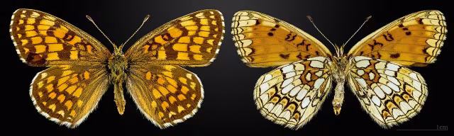 Melitaea athalia
