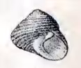 Homalopoma sanguineum