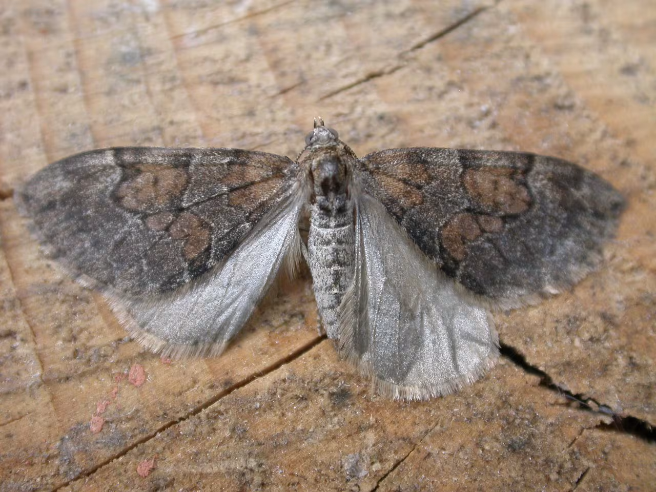 Thera obeliscata