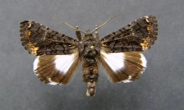 Catephia alchymista