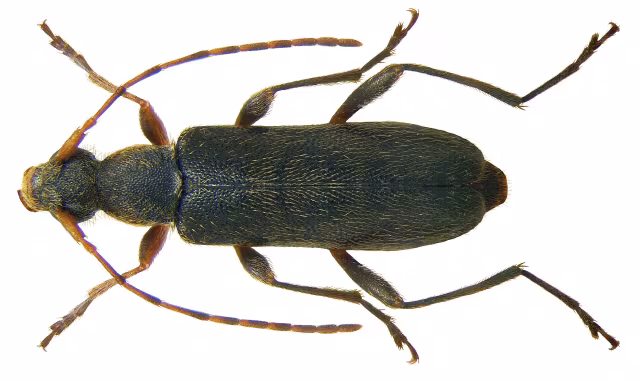 Grammoptera ruficornis