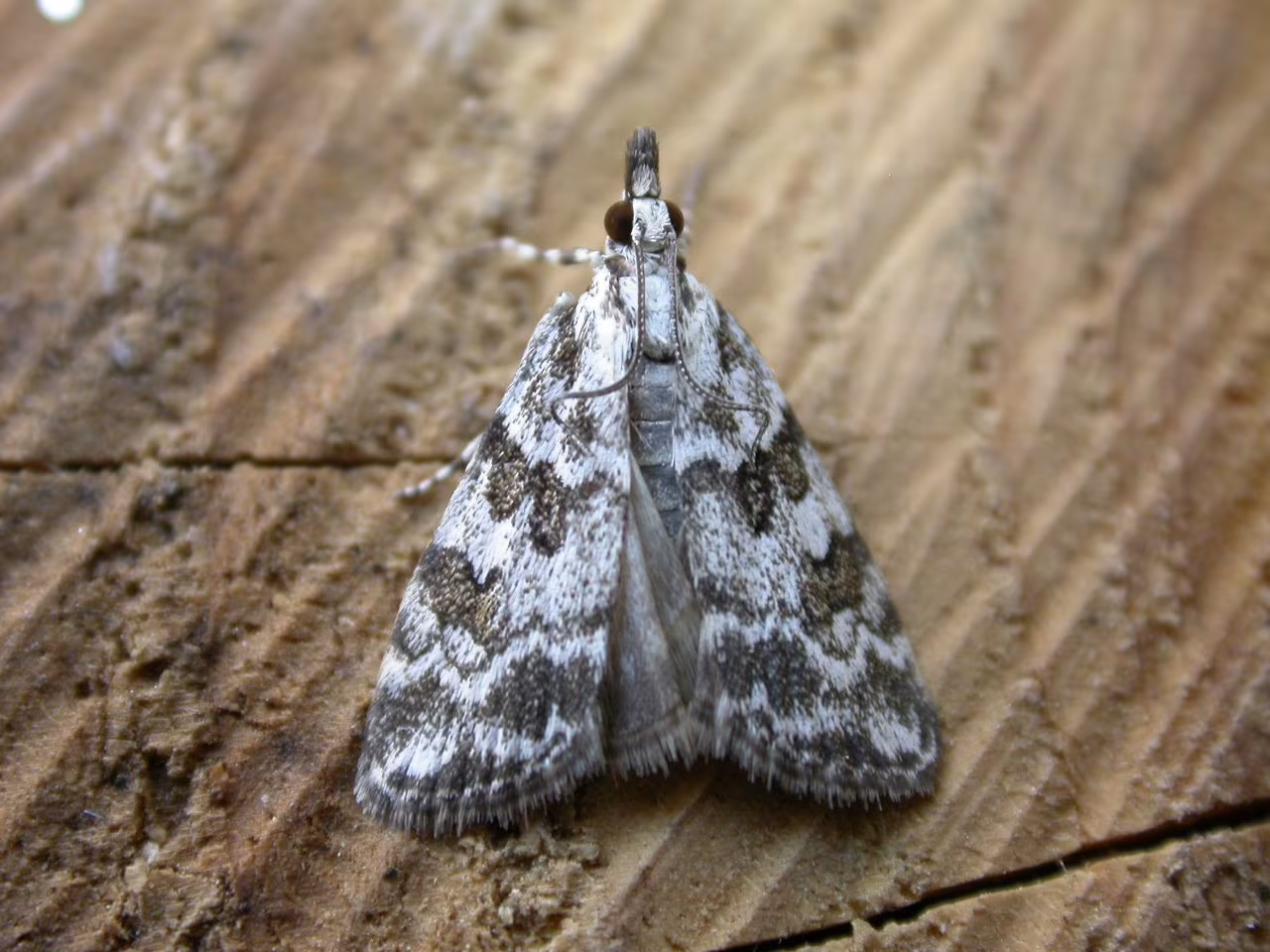 Scoparia pyralella