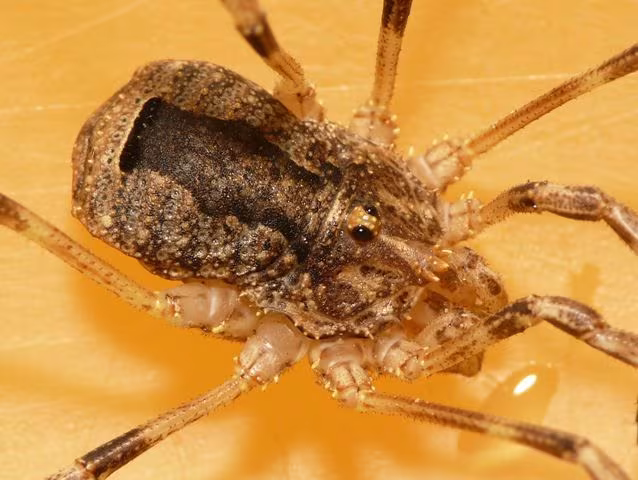 Odiellus spinosus