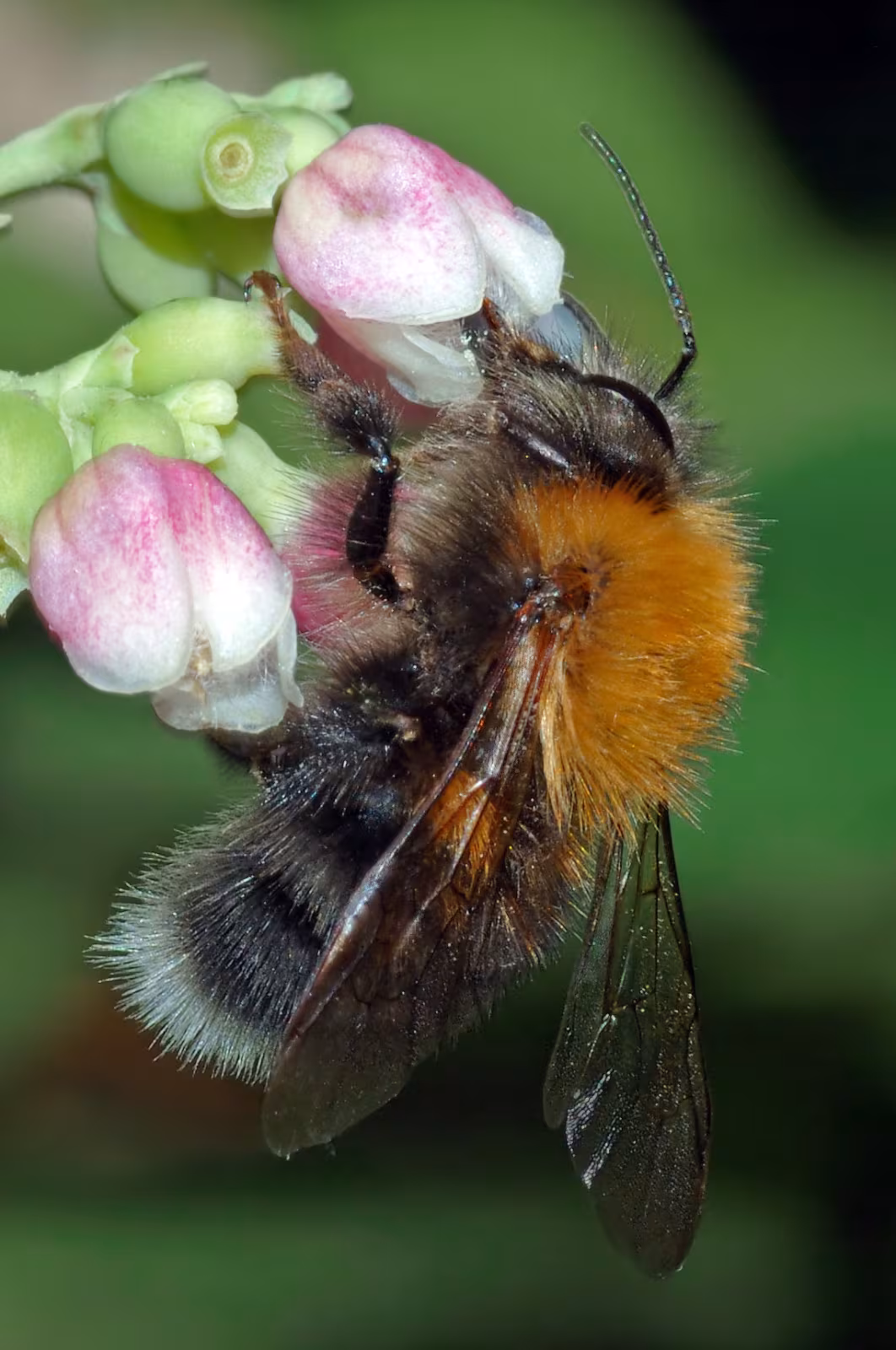 Tree Bumble Bee