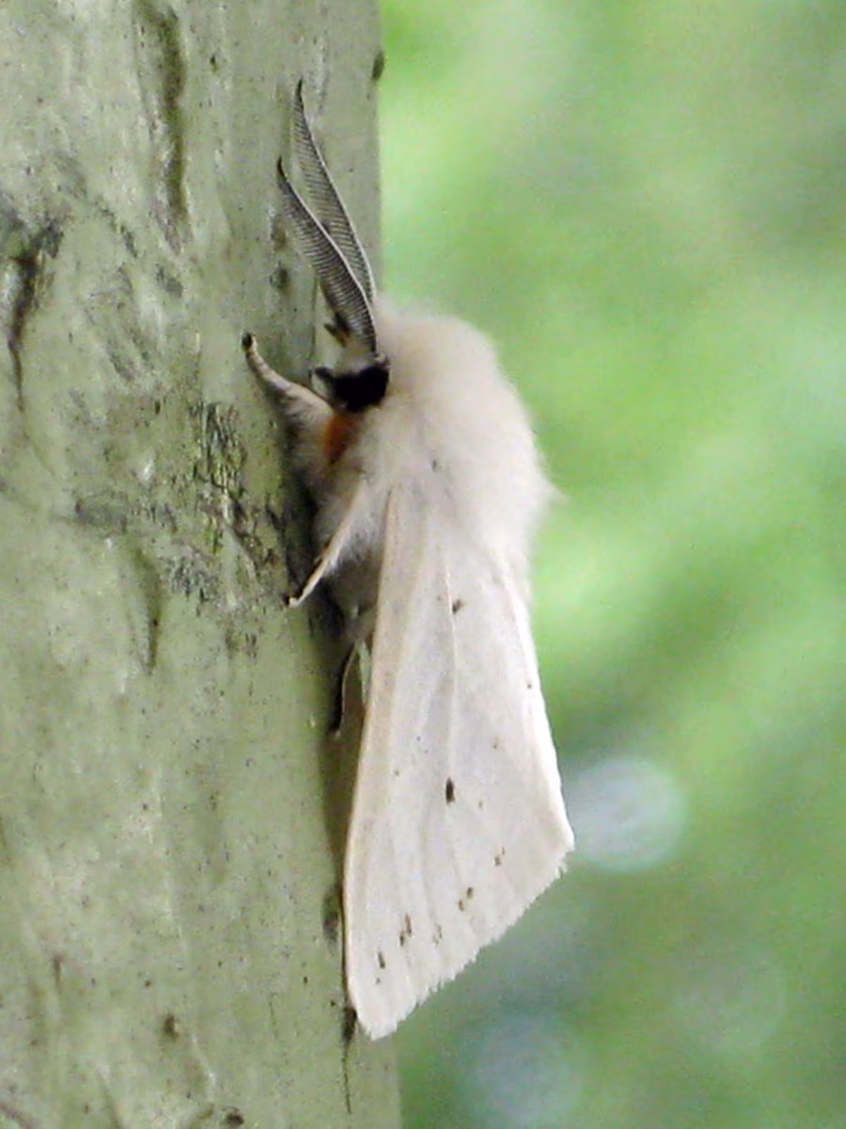 Ifantria americana