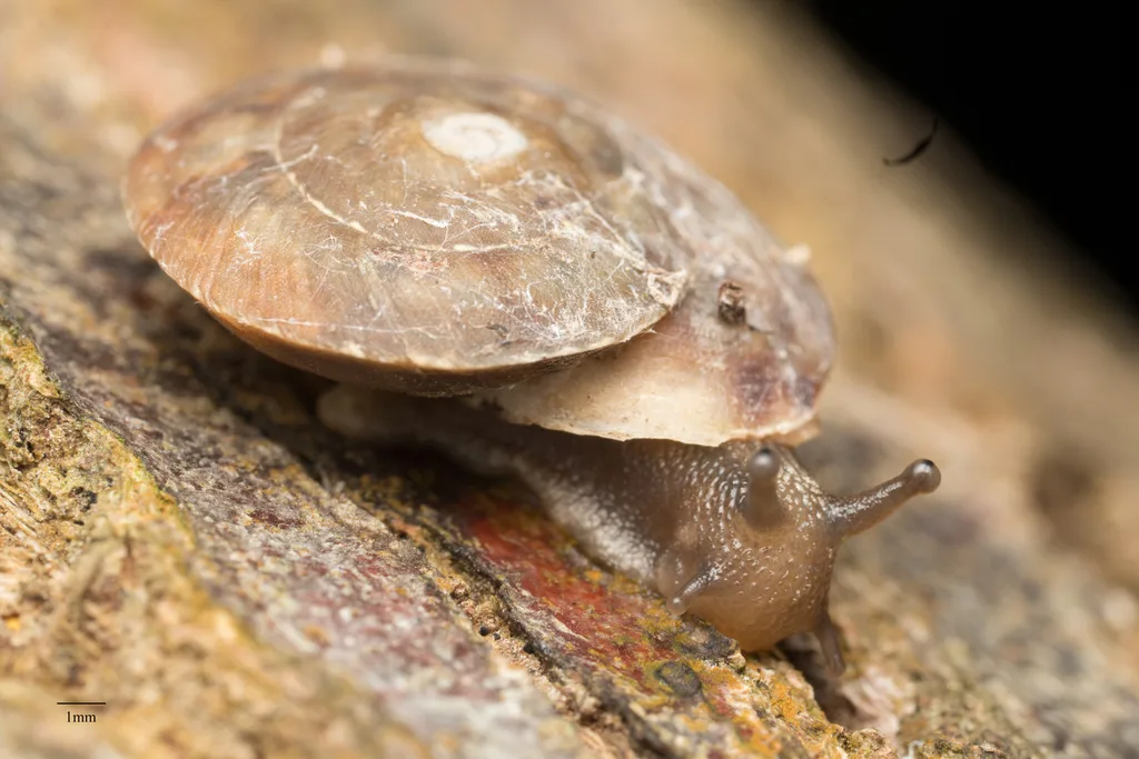 Lapidary Snail