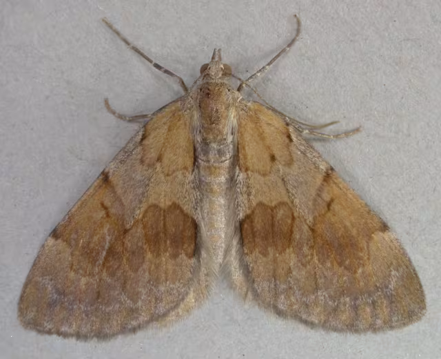 Pennithera firmata