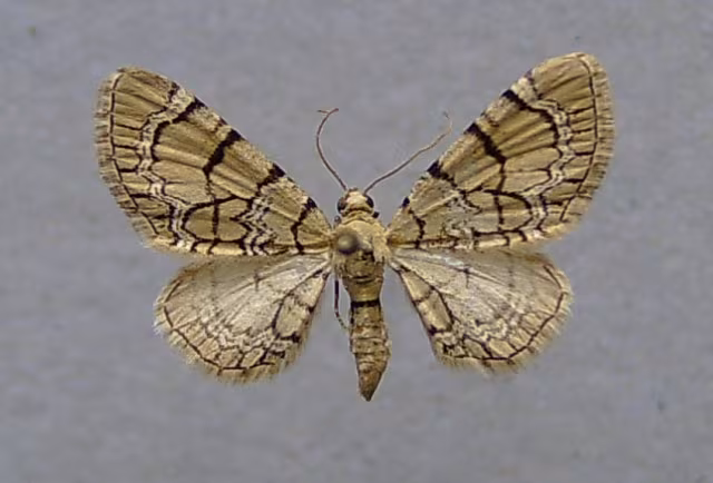 Eupithecia venosata