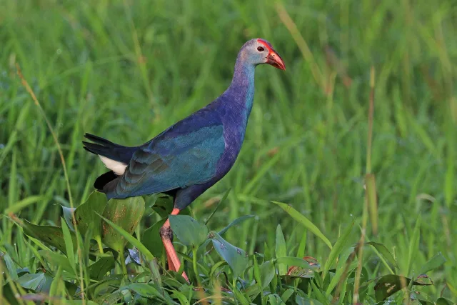 Pollo sultano asiatico